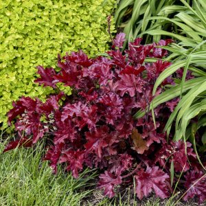 Heuchera ´GEORGIA PEACH´, kont. C1L
